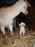 Click image for larger version

Name:	deckgoat.jpg
Views:	241
Size:	13.4 KB
ID:	932484