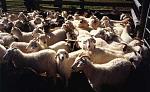 Click image for larger version

Name:	herd.jpg
Views:	218
Size:	21.7 KB
ID:	932486