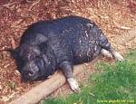 Click image for larger version

Name:	2357piggy.jpg
Views:	328
Size:	26.0 KB
ID:	932532
