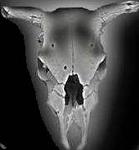Click image for larger version

Name:	cowskull.jpg
Views:	241
Size:	5.8 KB
ID:	932557