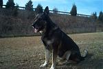 Click image for larger version

Name:	zeke.jpg
Views:	290
Size:	26.5 KB
ID:	932856
