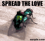 Click image for larger version

Name:	flies.gif
Views:	258
Size:	9.3 KB
ID:	933073