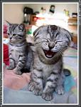 Click image for larger version

Name:	laugh_3.jpg
Views:	331
Size:	108.2 KB
ID:	933192