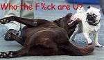 Click image for larger version

Name:	who%20the%20fuck%20is%20you.jpg
Views:	244
Size:	28.2 KB
ID:	933306