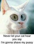 Click image for larger version

Name:	94675cat.jpg
Views:	278
Size:	16.3 KB
ID:	933518