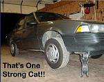Click image for larger version

Name:	strong%20cat.jpg
Views:	232
Size:	17.7 KB
ID:	933520