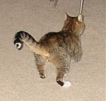 Click image for larger version

Name:	sebastianbutt.jpg
Views:	221
Size:	15.3 KB
ID:	933527