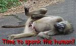 Click image for larger version

Name:	monkeyspank.jpg
Views:	266
Size:	49.4 KB
ID:	933531