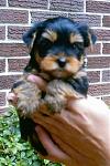 Click image for larger version

Name:	bear1.jpg
Views:	292
Size:	122.5 KB
ID:	933569