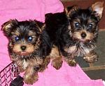 Click image for larger version

Name:	teddy and bear.jpg
Views:	302
Size:	118.9 KB
ID:	933570