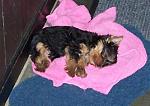 Click image for larger version

Name:	teddy sleeping.jpg
Views:	279
Size:	123.4 KB
ID:	933571