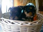 Click image for larger version

Name:	bear and teddy.jpg
Views:	263
Size:	108.0 KB
ID:	933572
