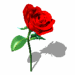 Click image for larger version

Name:	rose_021.gif
Views:	284
Size:	18.7 KB
ID:	933740
