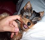 Click image for larger version

Name:	teddy biting.jpg
Views:	236
Size:	138.0 KB
ID:	933773