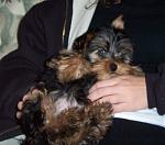 Click image for larger version

Name:	teddy chillin.jpg
Views:	251
Size:	124.8 KB
ID:	933774