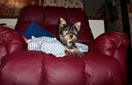 Click image for larger version

Name:	king of the chair bear.jpg
Views:	218
Size:	90.8 KB
ID:	933775