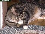 Click image for larger version

Name:	cat.jpg
Views:	304
Size:	60.6 KB
ID:	933780