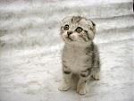 Click image for larger version

Name:	toocute.jpg
Views:	297
Size:	39.4 KB
ID:	933781