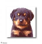 Click image for larger version

Name:	rottpup1.jpg
Views:	275
Size:	10.2 KB
ID:	933813