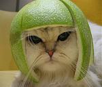Click image for larger version

Name:	tequilacat.jpg
Views:	215
Size:	27.8 KB
ID:	933957