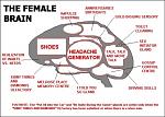 Click image for larger version

Name:	femalebrain.jpg
Views:	237
Size:	37.1 KB
ID:	934039