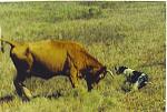 Click image for larger version

Name:	mouse on cow.jpg
Views:	1246
Size:	41.7 KB
ID:	934276
