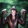 Click image for larger version

Name:	chimpavatar.jpg
Views:	548
Size:	3.3 KB
ID:	934566