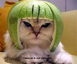 Click image for larger version

Name:	1limecat2.jpg
Views:	227
Size:	22.8 KB
ID:	934584