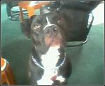 Click image for larger version

Name:	zena.jpg
Views:	404
Size:	10.6 KB
ID:	934728