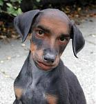 Click image for larger version

Name:	dogman.jpg
Views:	274
Size:	39.6 KB
ID:	934885