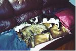 Click image for larger version

Name:	threecats.jpg
Views:	307
Size:	218.8 KB
ID:	934921