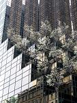 Click image for larger version

Name:	1trump_tower_trees_29march02-med.jpg
Views:	259
Size:	79.1 KB
ID:	935034