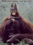 Click image for larger version

Name:	1mal_aux_cheveux_singe.jpg
Views:	268
Size:	19.9 KB
ID:	935114