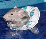 Click image for larger version

Name:	1poolrat_p.jpg
Views:	257
Size:	21.2 KB
ID:	935119