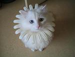 Click image for larger version

Name:	nice-_cat.jpg
Views:	316
Size:	91.0 KB
ID:	935139