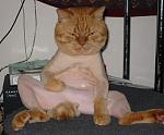 Click image for larger version

Name:	3164shavedpussy.jpg
Views:	327
Size:	31.4 KB
ID:	935168