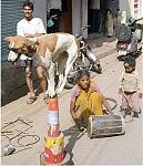 Click image for larger version

Name:	5551dogpole.jpg
Views:	320
Size:	58.4 KB
ID:	935203
