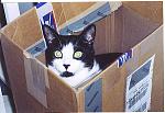 Click image for larger version

Name:	boxcat.jpg
Views:	286
Size:	269.0 KB
ID:	935207