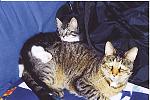 Click image for larger version

Name:	brothers2.jpg
Views:	274
Size:	387.6 KB
ID:	935209