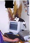 Click image for larger version

Name:	computercat.jpg
Views:	268
Size:	324.0 KB
ID:	935210