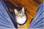 Click image for larger version

Name:	pantscat.jpg
Views:	263
Size:	362.4 KB
ID:	935212