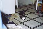 Click image for larger version

Name:	pelecat.jpg
Views:	260
Size:	244.9 KB
ID:	935213