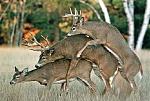 Click image for larger version

Name:	deersome.jpg
Views:	276
Size:	32.5 KB
ID:	935214