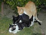Click image for larger version

Name:	kitty-threesome.jpg
Views:	234
Size:	61.9 KB
ID:	935215
