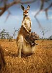 Click image for larger version

Name:	kangeroo.jpg
Views:	297
Size:	59.4 KB
ID:	935265