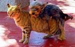 Click image for larger version

Name:	dog%20and%20cat%20fucking%7e0.jpg
Views:	286
Size:	44.9 KB
ID:	935272