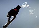 Click image for larger version

Name:	255681birdbreath.jpg
Views:	378
Size:	11.0 KB
ID:	935292