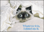 Click image for larger version

Name:	cutekitty.gif
Views:	373
Size:	68.9 KB
ID:	935299