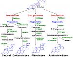Click image for larger version

Name:	adrenalsteroidsynthesis.jpg
Views:	257
Size:	85.2 KB
ID:	935302