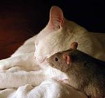 Click image for larger version

Name:	15886.jpg
Views:	314
Size:	27.6 KB
ID:	935317